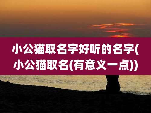 小公猫取名字好听的名字(小公猫取名(有意义一点))