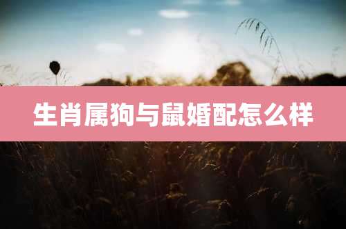 生肖属狗与鼠婚配怎么样