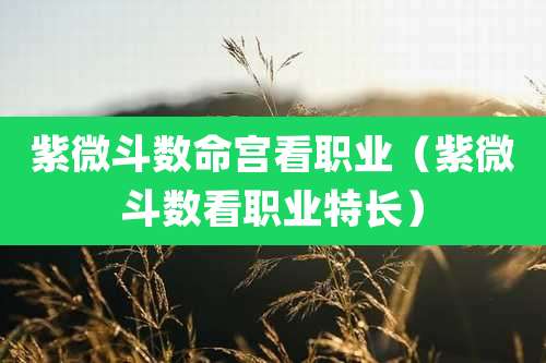 紫微斗数命宫看职业（紫微斗数看职业特长）