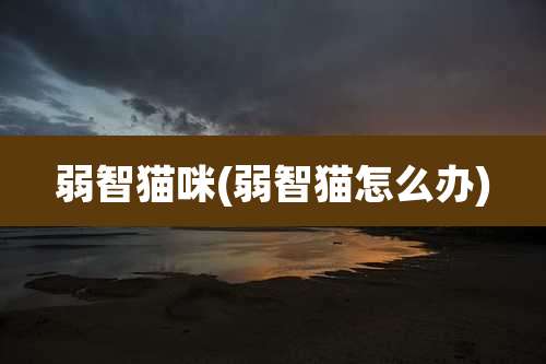 弱智猫咪(弱智猫怎么办)