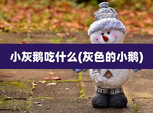 小灰鹅吃什么(灰色的小鹅)