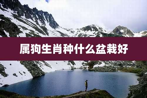 属狗生肖种什么盆栽好