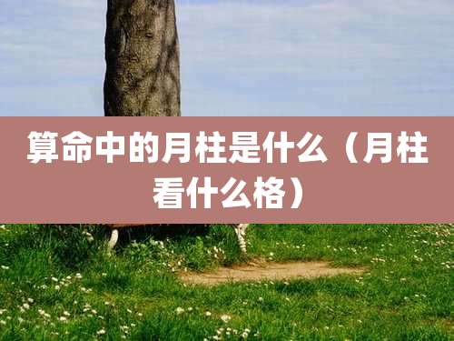 算命中的月柱是什么(月柱看什么格)
