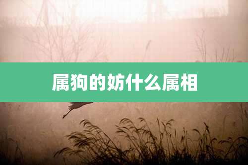 属狗的妨什么属相