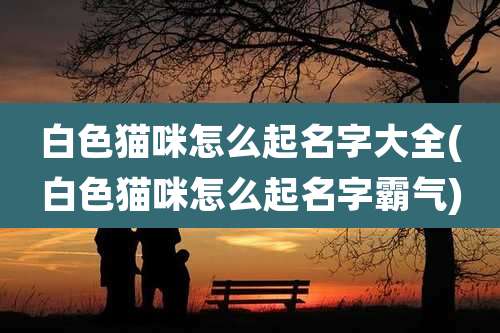 白***咪怎么起名字大全(白***咪怎么起名字霸气)
