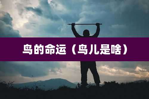 鸟的命运（鸟儿是啥）