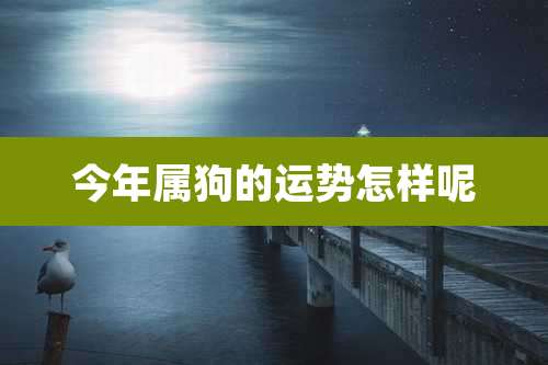 今年属狗的运势怎样呢