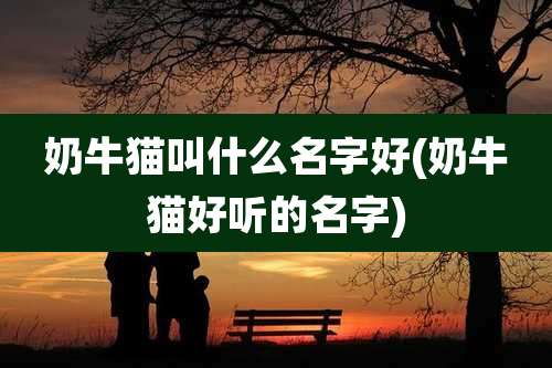 奶牛猫叫什么名字好(奶牛猫好听的名字)