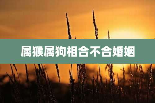 属猴属狗相合不合婚姻