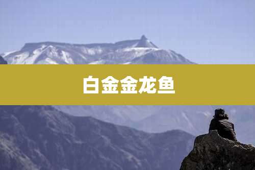 白金金龙鱼