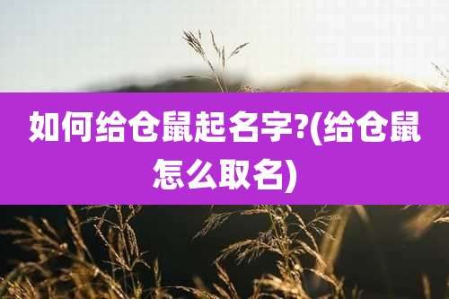 如何给仓鼠起名字?(给仓鼠怎么取名)