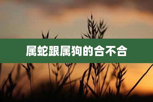 属蛇跟属狗的合不合