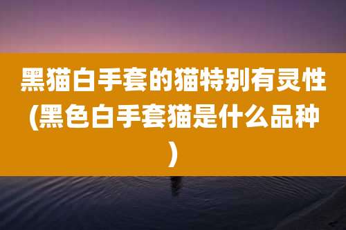 黑猫白手套的猫特别有灵性(黑色白手套猫是什么品种)