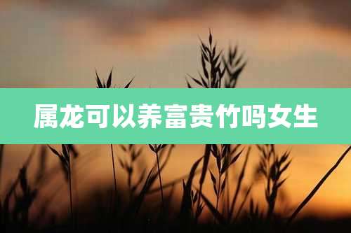 属龙可以养富贵竹吗女生