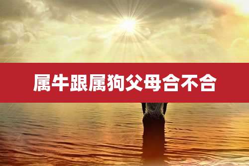 属牛跟属狗父母合不合