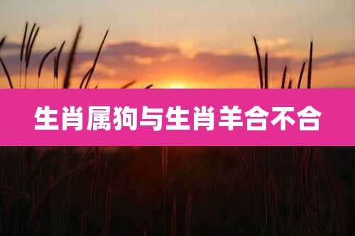 生肖属狗与生肖羊合不合