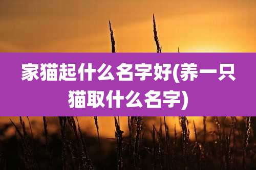 家猫起什么名字好(养一只猫取什么名字)