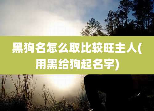 黑狗名怎么取比较旺主人(用黑给狗起名字)