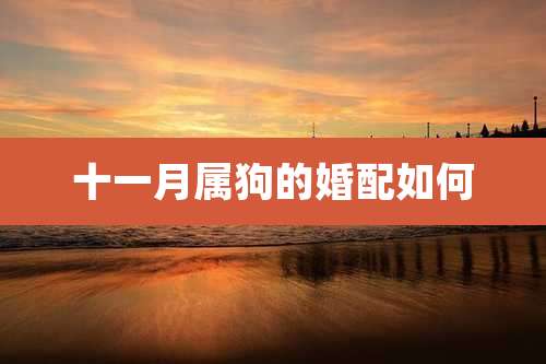 十一月属狗的婚配如何