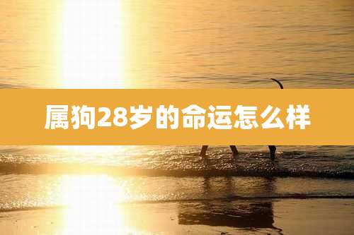 属狗28岁的命运怎么样