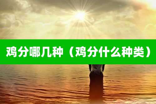 鸡分哪几种(鸡分什么种类)