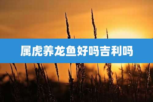 属虎养龙鱼好吗吉利吗