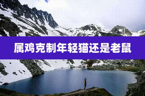 属鸡克制年轻猫还是老鼠