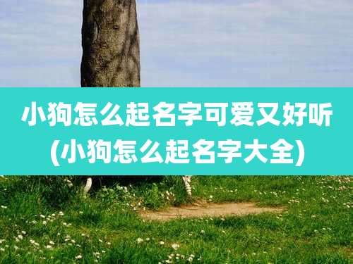 小狗怎么起名字可爱又好听(小狗怎么起名字大全)