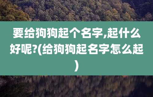 要给狗狗起个名字,起什么好呢?(给狗狗起名字怎么起)