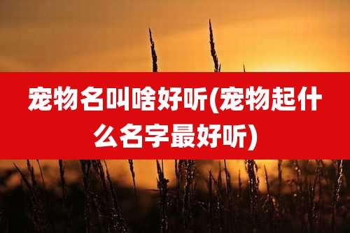 宠物名叫啥好听(宠物起什么名字最好听)