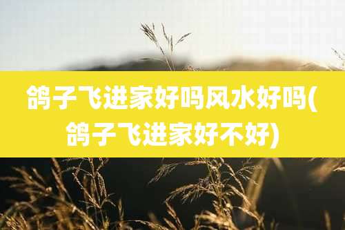 鸽子飞进家好吗风水好吗(鸽子飞进家好不好)