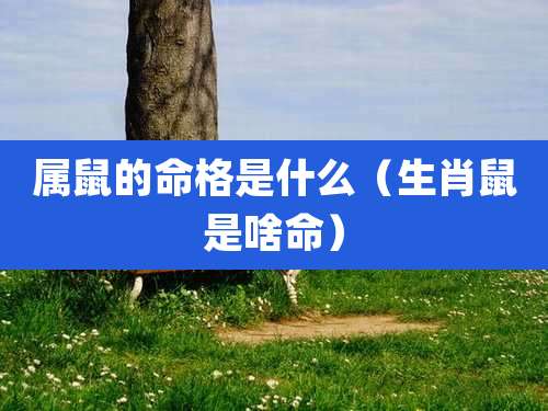 属鼠的命格是什么（生肖鼠是啥命）