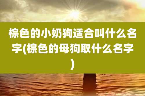 棕色的小奶狗适合叫什么名字(棕色的母狗取什么名字)