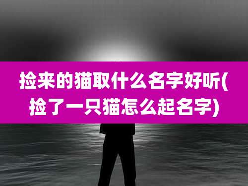 捡来的猫取什么名字好听(捡了一只猫怎么起名字)