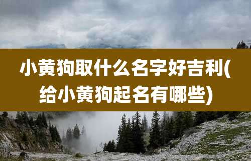小黄狗取什么名字好吉利(给小黄狗起名有哪些)