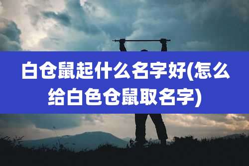 白仓鼠起什么名字好(怎么给白色仓鼠取名字)