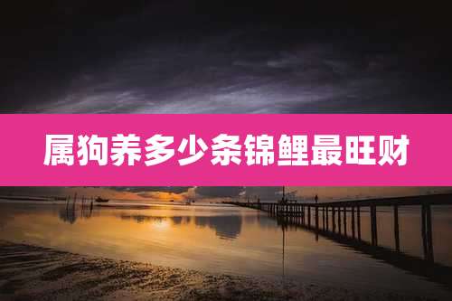 属狗养多少条锦鲤最旺财