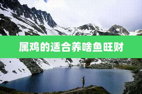 属鸡的适合养啥鱼旺财