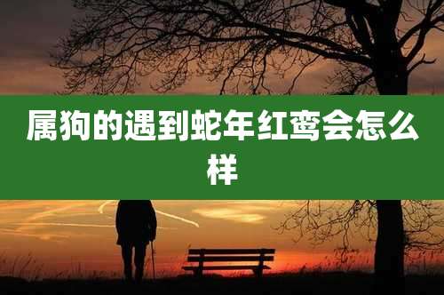 属狗的遇到蛇年红鸾会怎么样