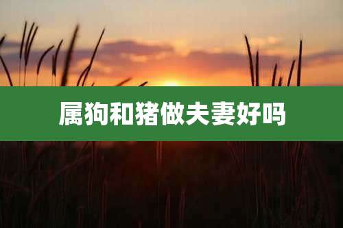 属狗和猪做夫妻好吗