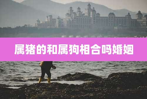 属猪的和属狗相合吗婚姻