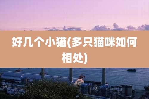 好几个小猫(多只猫咪如何相处)
