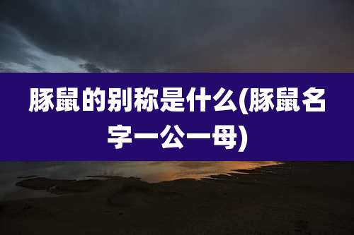豚鼠的别称是什么(豚鼠名字一公一母)