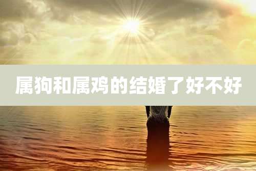 属狗和属鸡的结婚了好不好