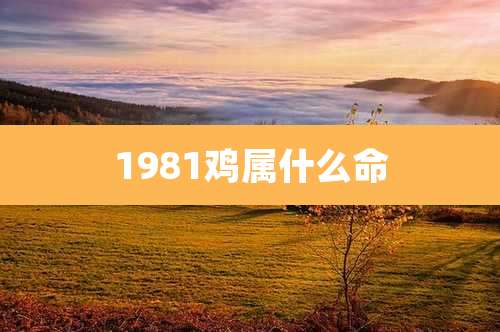 1981鸡属什么命