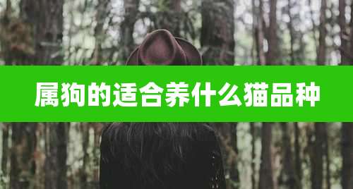 属狗的适合养什么猫品种