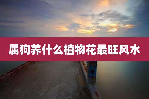 属狗养什么植物花最旺风水