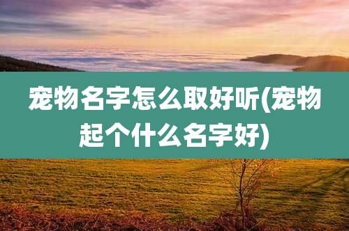 宠物名字怎么取好听(宠物起个什么名字好)