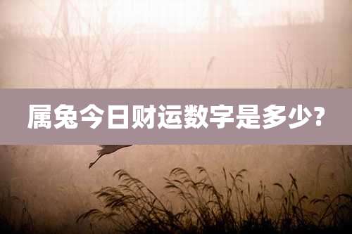 属兔今日财运数字是多少?