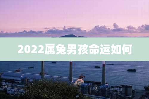 2022属兔男孩命运如何